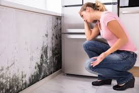 Why You Should Choose Our Mold Remediation Services in Southside Place, TX